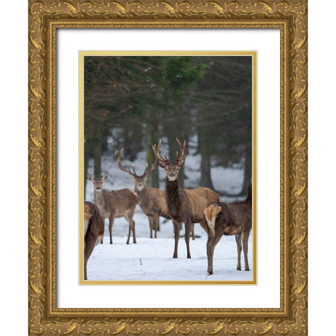 Red deer (Cervus elaphus) during winter Bavarian Forest National Park Germany-Bavaria Gold Ornate Wood Framed Art Print with Double Matting by Zwick, Martin