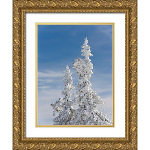 Snow-covered trees at the peak of Mount Lusen Central Germany-Bavaria Gold Ornate Wood Framed Art Print with Double Matting by Zwick, Martin