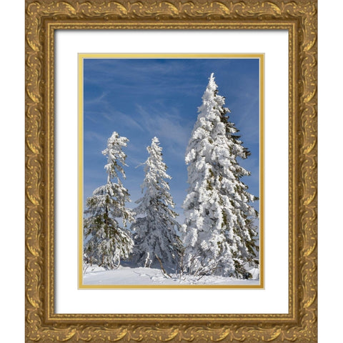Snow-covered trees at the peak of Mount Lusen Central Germany-Bavaria Gold Ornate Wood Framed Art Print with Double Matting by Zwick, Martin