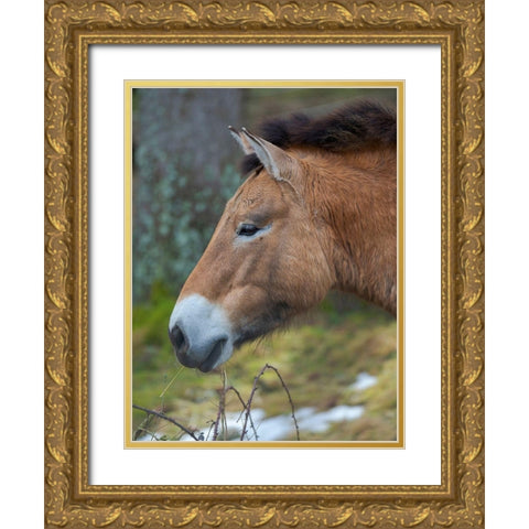 Przewalski s horse or Dzungarian horse of the National Park Bavarian Forest Gold Ornate Wood Framed Art Print with Double Matting by Zwick, Martin