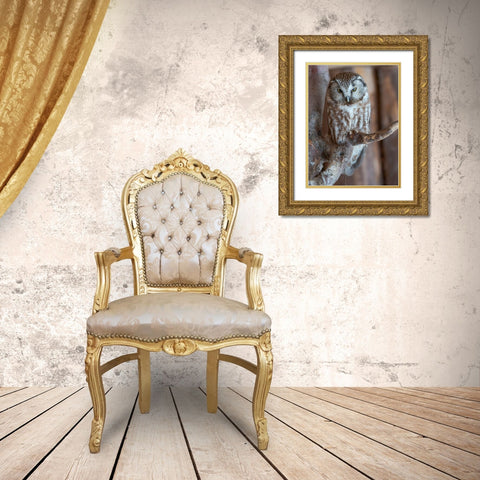 Boreal owl (Aegolius funereus) Enclosure area of the National Park Bavarian Forest Gold Ornate Wood Framed Art Print with Double Matting by Zwick, Martin