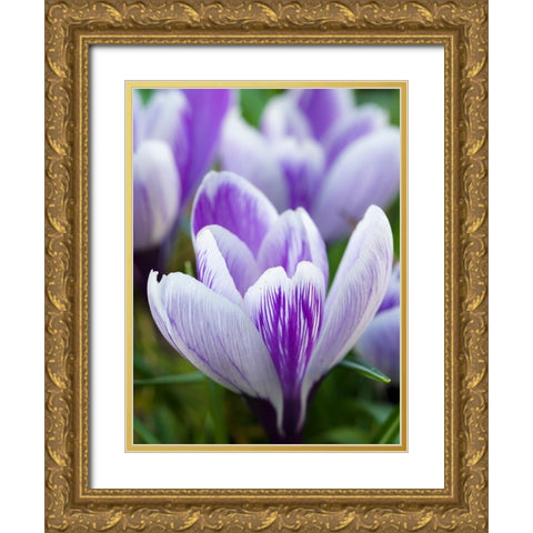 Crocus- variety Pickwick- Germany Gold Ornate Wood Framed Art Print with Double Matting by Zwick, Martin