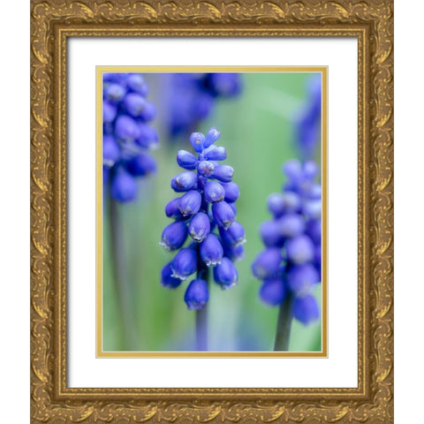 Armenian grape hyacinth. Germany Gold Ornate Wood Framed Art Print with Double Matting by Zwick, Martin