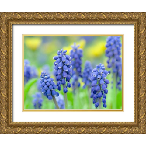 Armenian grape hyacinth. Germany Gold Ornate Wood Framed Art Print with Double Matting by Zwick, Martin