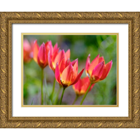 Tulip (Tulipa) variety Little Princess. Germany Gold Ornate Wood Framed Art Print with Double Matting by Zwick, Martin