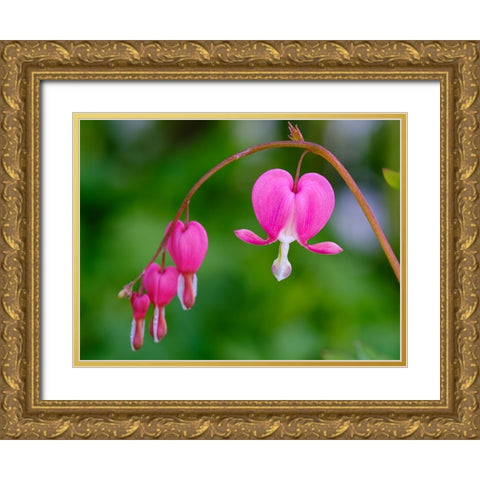 Bleeding heart (Lamprocapnos spectabilis). Germany Gold Ornate Wood Framed Art Print with Double Matting by Zwick, Martin