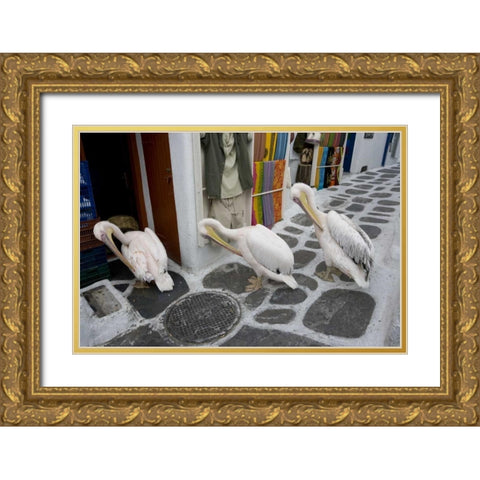 Greece, Mykonos, Hora Three pelicans grooming Gold Ornate Wood Framed Art Print with Double Matting by Young, Bill