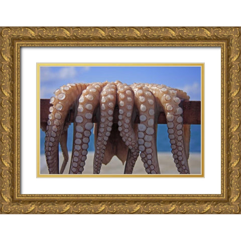Greece, Cyclades Fresh caught octopus drying Gold Ornate Wood Framed Art Print with Double Matting by Noble Gardner, Nancy