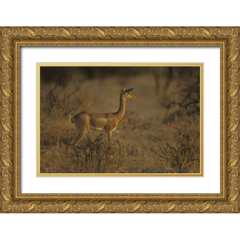 Kenya, Samburu NP Male gerenuk stands alert Gold Ornate Wood Framed Art Print with Double Matting by Grall, Don