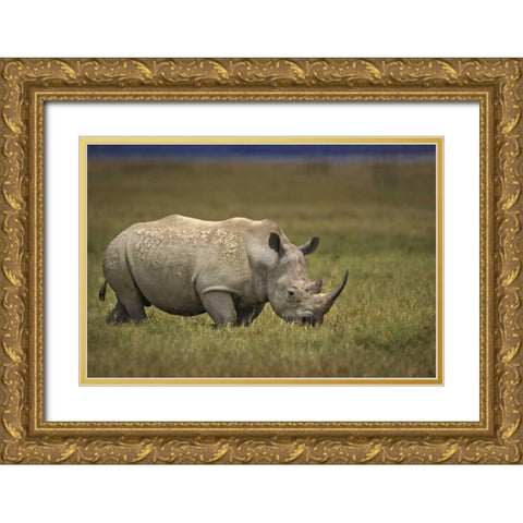Kenya, Lake Nakuru NP Northern white rhinoceros Gold Ornate Wood Framed Art Print with Double Matting by Grall, Don