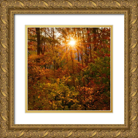 Autumn in the forest of the Koszeg mountains-Geschriebenstein- Hungary Gold Ornate Wood Framed Art Print with Double Matting by Zwick, Martin