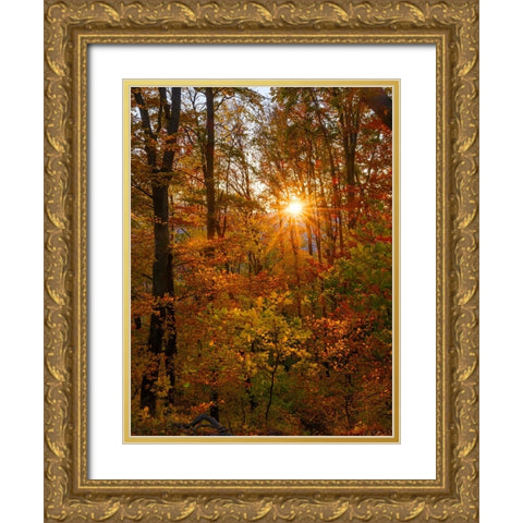 Autumn in the forest of the Koszeg mountains-Geschriebenstein- Hungary Gold Ornate Wood Framed Art Print with Double Matting by Zwick, Martin