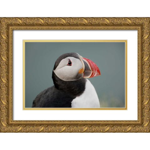 Iceland, Ingolfshofdi Profile of Atlantic puffin Gold Ornate Wood Framed Art Print with Double Matting by Morris, Arthur