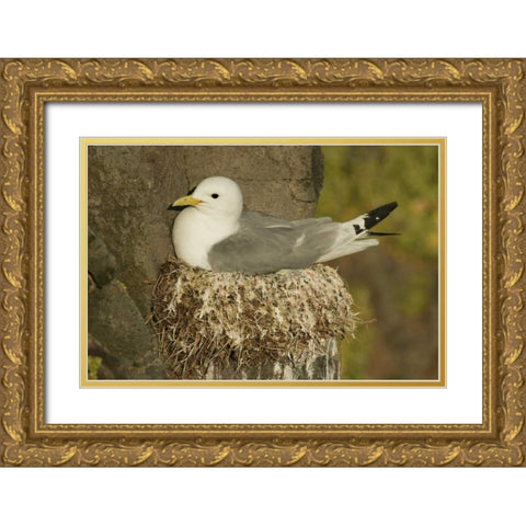 Iceland, Latrabjarg Black-legged kittiwake Gold Ornate Wood Framed Art Print with Double Matting by Morris, Arthur