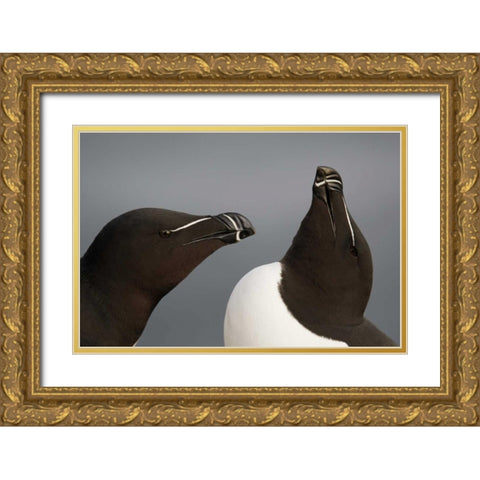 Iceland, Latrabjarg Razorbills in courtship Gold Ornate Wood Framed Art Print with Double Matting by Morris, Arthur