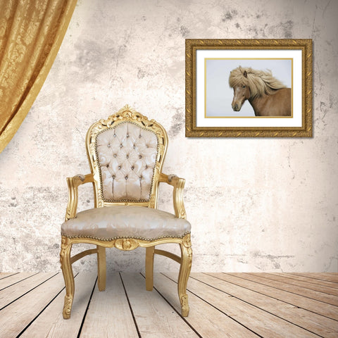Iceland Portrait of an Icelandic horse Gold Ornate Wood Framed Art Print with Double Matting by Morris, Arthur