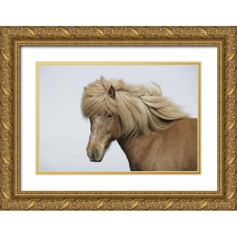 Iceland Portrait of an Icelandic horse Gold Ornate Wood Framed Art Print with Double Matting by Morris, Arthur