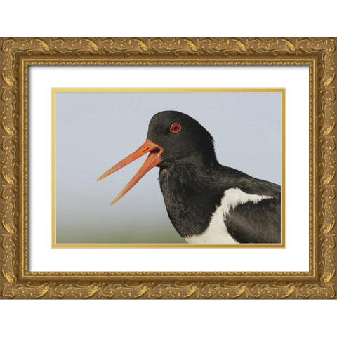 Iceland, Snaefellsnes Eurasian oystercatcher Gold Ornate Wood Framed Art Print with Double Matting by Morris, Arthur