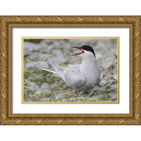Iceland Artic tern screams while guarding egg Gold Ornate Wood Framed Art Print with Double Matting by Morris, Arthur