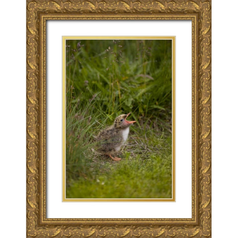 Iceland, Snaefellsnes A newborn Arctic tern Gold Ornate Wood Framed Art Print with Double Matting by Grall, Don