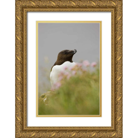 Iceland, Latrabjarg Razorbill behind flowers Gold Ornate Wood Framed Art Print with Double Matting by Grall, Don
