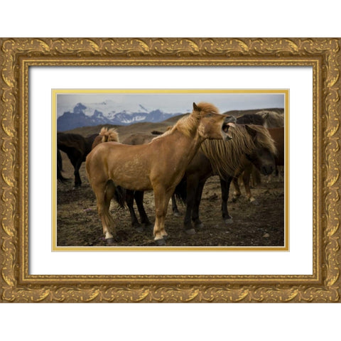 Iceland, Jokulsarlon An Icelandic horse yawning Gold Ornate Wood Framed Art Print with Double Matting by Grall, Don