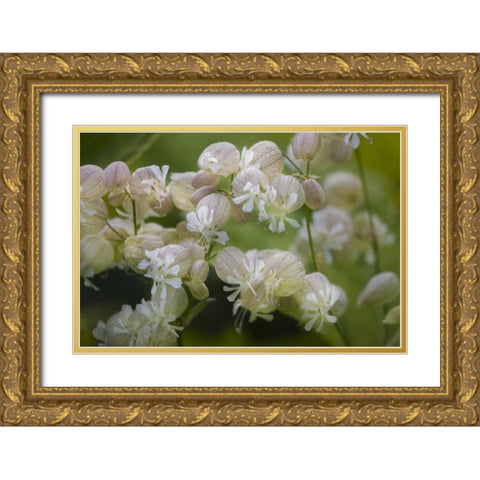 Iceland, Akureyri Freravorblum flowers Gold Ornate Wood Framed Art Print with Double Matting by Grall, Don