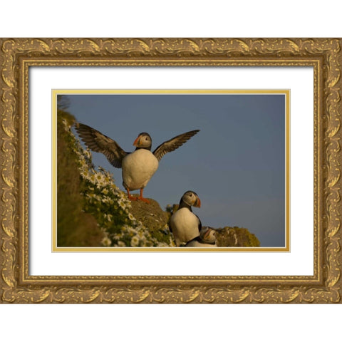 Iceland, Latrabjarg Atlantic puffin on cliff Gold Ornate Wood Framed Art Print with Double Matting by Grall, Don