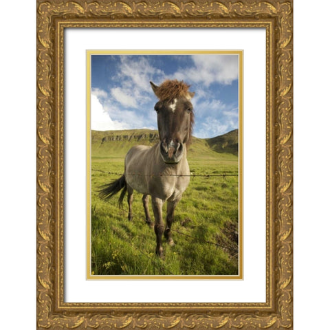 Iceland, Reykjavik Icelandic horse next to fence Gold Ornate Wood Framed Art Print with Double Matting by Anon, Josh