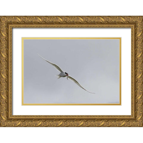 Iceland, Vik Arctic tern with small fish in beak Gold Ornate Wood Framed Art Print with Double Matting by Young, Bill