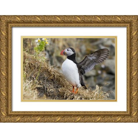Iceland Close-up of puffin flapping its wings Gold Ornate Wood Framed Art Print with Double Matting by Young, Bill