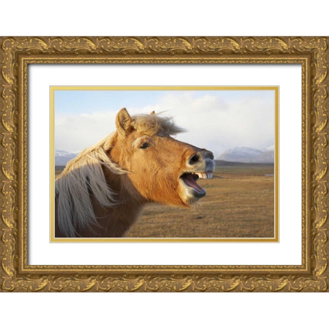Iceland, Hofn Icelandic horse seems to laugh Gold Ornate Wood Framed Art Print with Double Matting by Anon, Josh