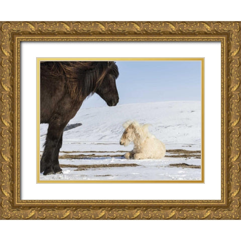 Iceland Icelandic horses Gold Ornate Wood Framed Art Print with Double Matting by Young, Bill