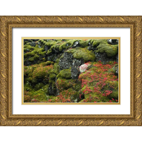 Iceland, Pingvellir NP Moss-covered rocks Gold Ornate Wood Framed Art Print with Double Matting by Kirkland, Dennis