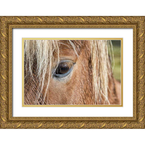 Iceland Of eye and head of Icelandic horse Gold Ornate Wood Framed Art Print with Double Matting by Kirkland, Dennis