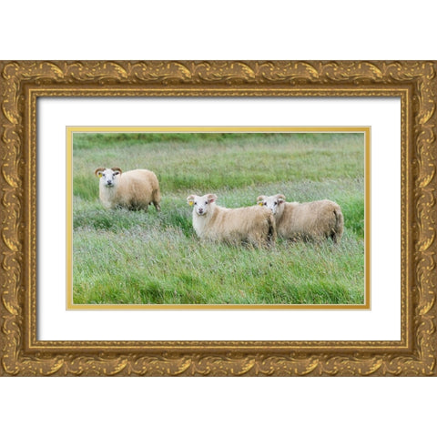 Sheep on the meadow-Iceland Gold Ornate Wood Framed Art Print with Double Matting by Su, Keren