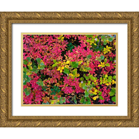 Colorful autumn forest at Lake Myvatn. Europe- Iceland Gold Ornate Wood Framed Art Print with Double Matting by Zwick, Martin