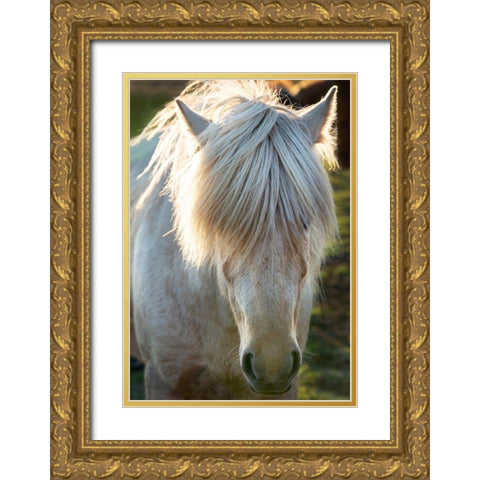 A shaggy horse in southern Iceland Gold Ornate Wood Framed Art Print with Double Matting by Steve Mohlenkamp