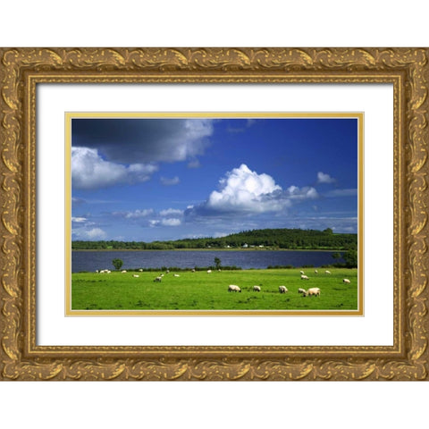 Ireland, Co Roscommon Pastoral scene of lake Gold Ornate Wood Framed Art Print with Double Matting by Flaherty, Dennis