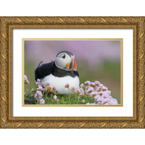 Ireland, Saltee Isl Atlantic puffin and flowers Gold Ornate Wood Framed Art Print with Double Matting by Morris, Arthur