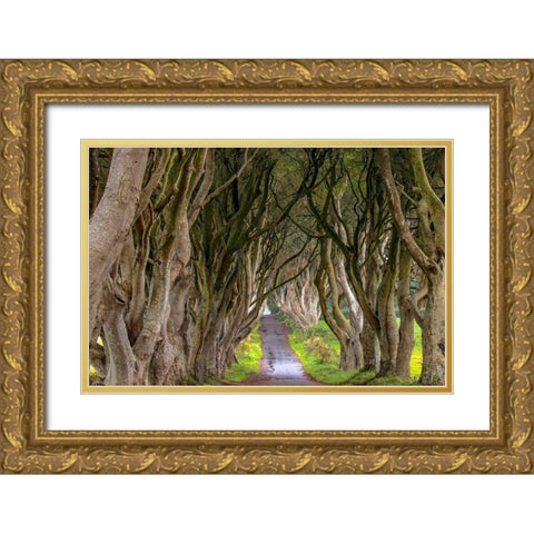 The Dark Hedges in Northern Ireland Gold Ornate Wood Framed Art Print with Double Matting by Haney, Chuck