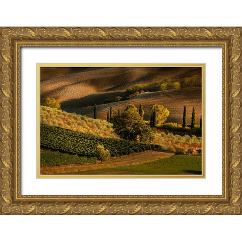 Afternoon light on vineyard and olive trees-Tuscany region of Italy Gold Ornate Wood Framed Art Print with Double Matting by Jones, Adam
