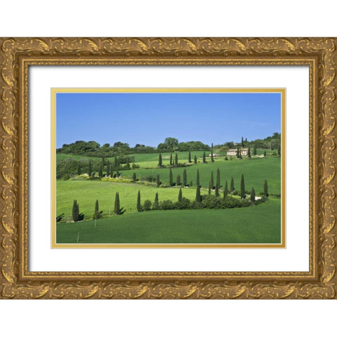 Italy, Tuscany Cypress trees line road to villa Gold Ornate Wood Framed Art Print with Double Matting by Flaherty, Dennis