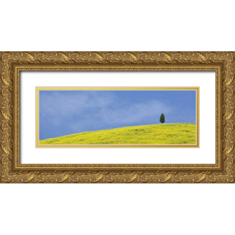 Italy, Tuscany Lone cypress tree grows on a hill Gold Ornate Wood Framed Art Print with Double Matting by Flaherty, Dennis