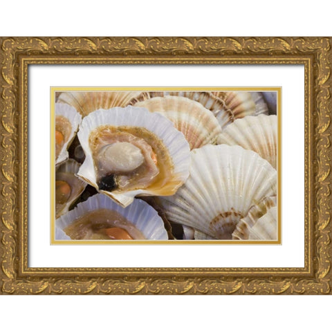 Italy, Venice Fresh scallops in their shell Gold Ornate Wood Framed Art Print with Double Matting by Kaveney, Wendy