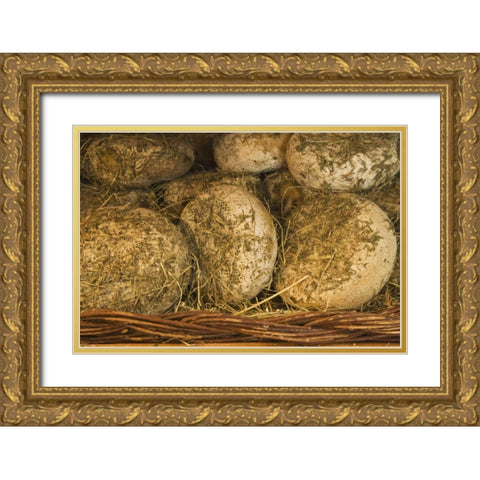 Italy, Tuscany Cheese being seasoned in hay Gold Ornate Wood Framed Art Print with Double Matting by Flaherty, Dennis