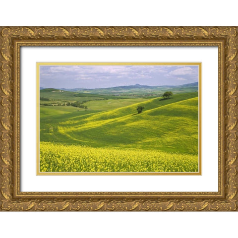 Italy, Tuscany Canola plants in the Val dOrcia Gold Ornate Wood Framed Art Print with Double Matting by Flaherty, Dennis
