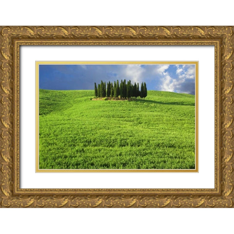 Italy, Tuscany Group of cypress trees Gold Ornate Wood Framed Art Print with Double Matting by Flaherty, Dennis