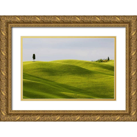 Italy, Tuscany Cypress tree and wheat fields Gold Ornate Wood Framed Art Print with Double Matting by Bush, Marie