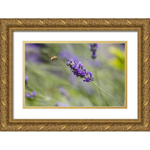 Italy, Tuscany Bee fly and lavender flower Gold Ornate Wood Framed Art Print with Double Matting by Delisle, Gilles